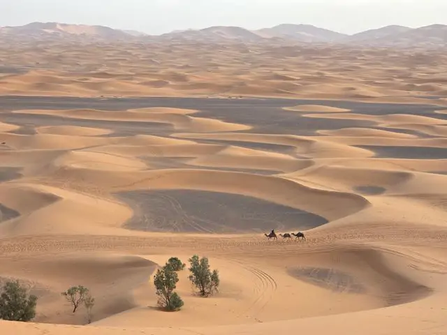 Sahara Çölü'nde deve kervanı ve kum tepeleri, Fas